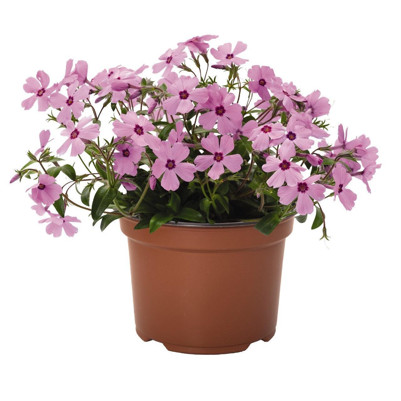 Phlox hybrid 'Woodlander Rose' ~ Woodlander Rose Phlox-ServeScape