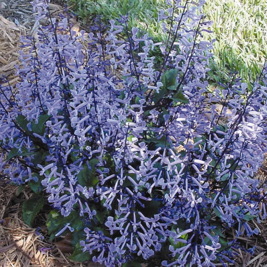 Plectranthus x hybrida 'Mona Lavender' ~ Mona Lavender Swedish Ivy-ServeScape