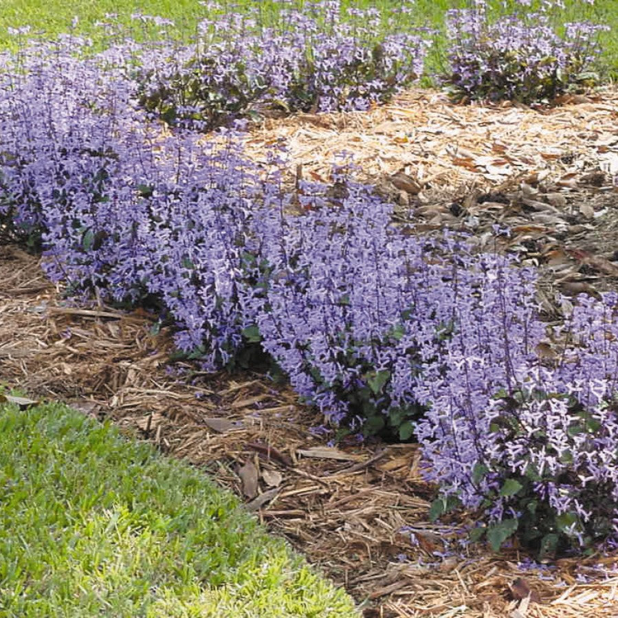 Plectranthus x hybrida 'Mona Lavender' ~ Mona Lavender Swedish Ivy-ServeScape