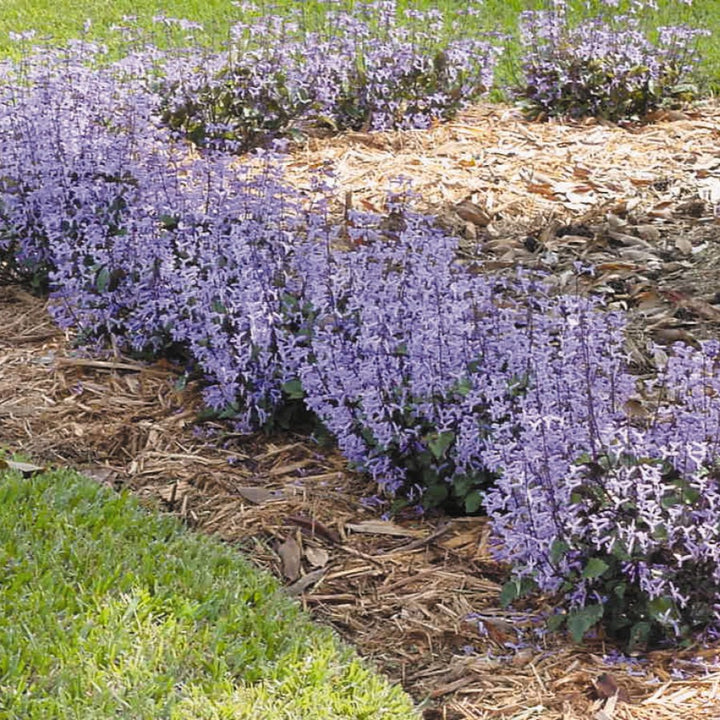 Plectranthus x hybrida 'Mona Lavender' ~ Mona Lavender Swedish Ivy-ServeScape
