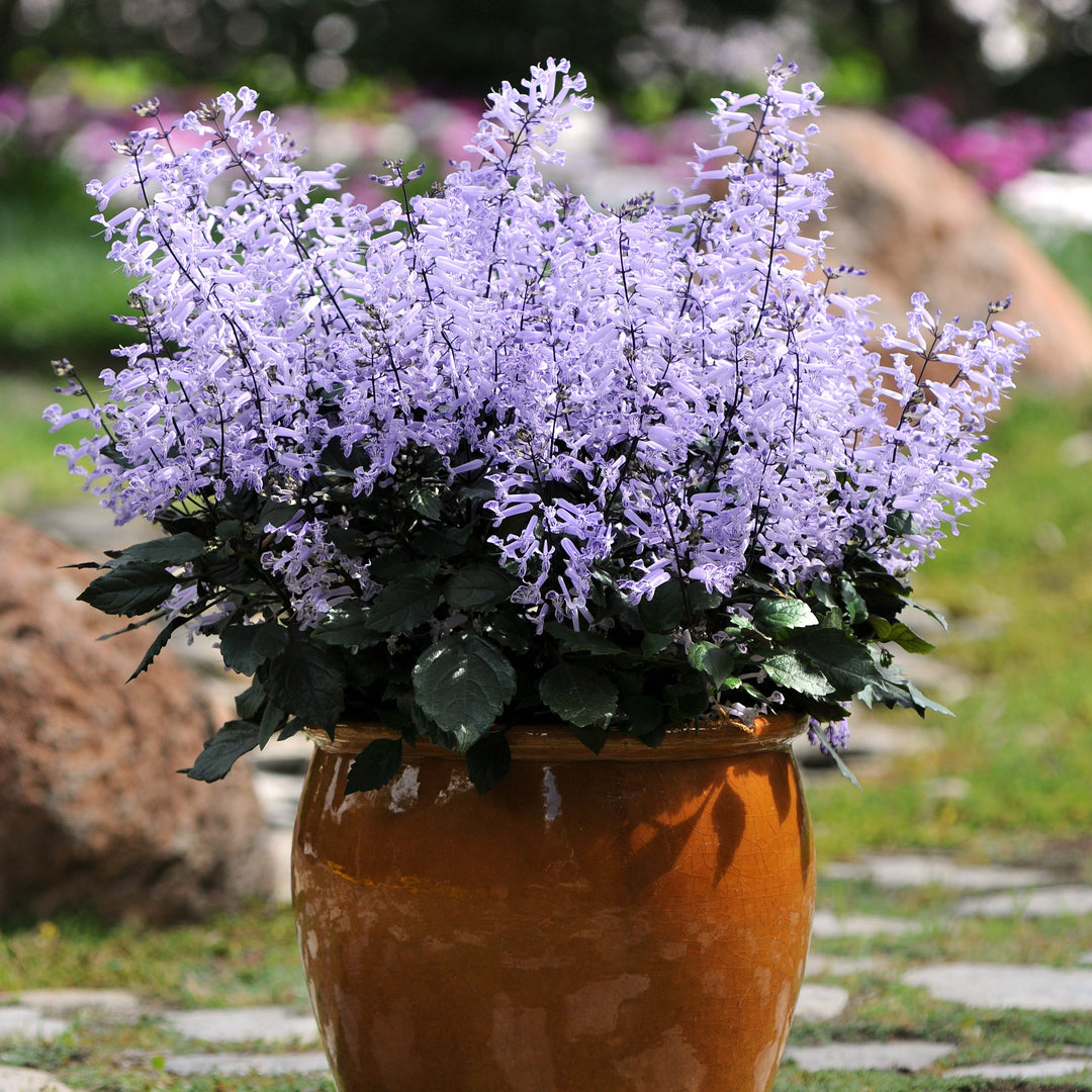 Plectranthus x hybrida 'Mona Lavender' ~ Mona Lavender Swedish Ivy-ServeScape