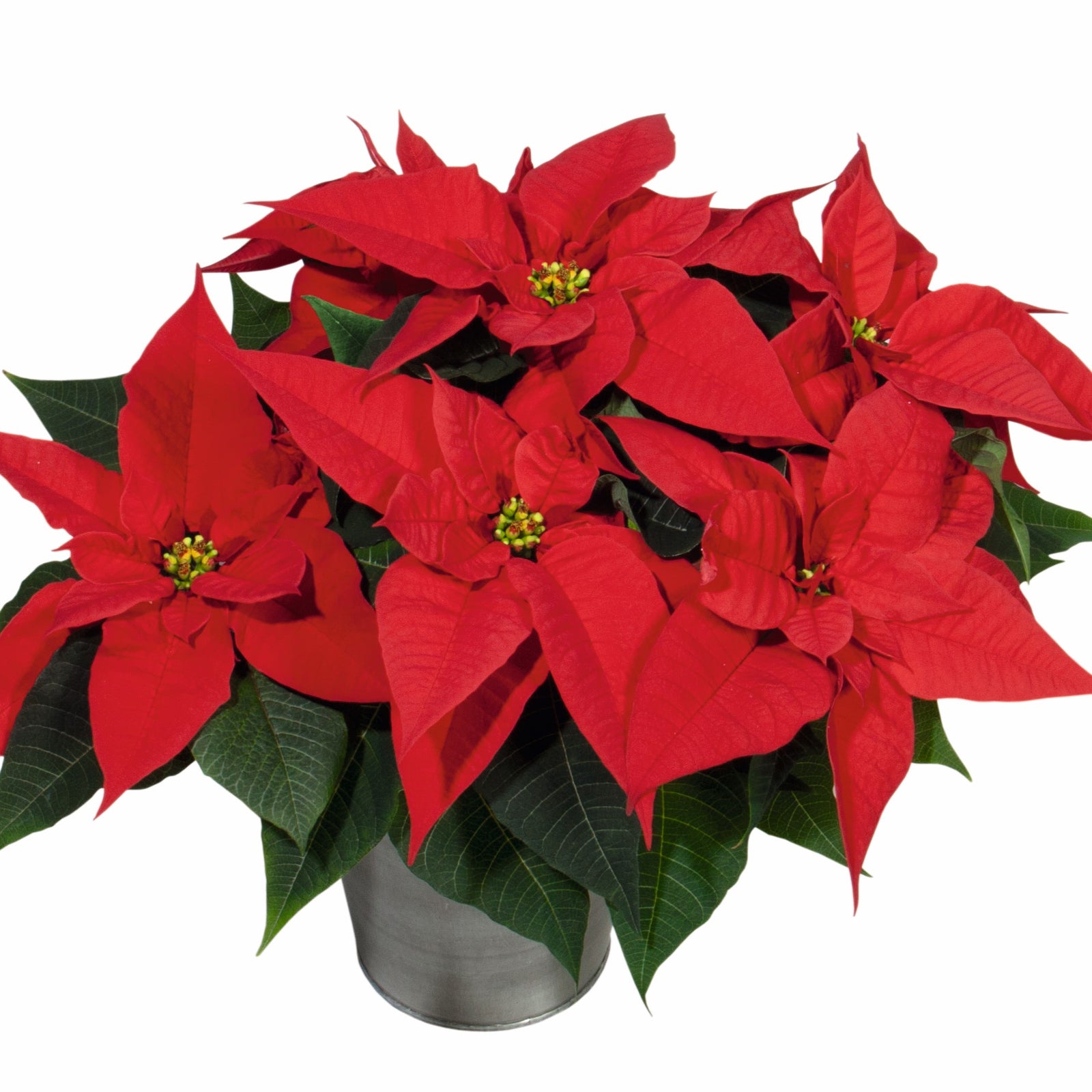 Euphorbia pulcherrima 'NPCW12197' ~ Christmas Joy™ Red Poinsettia-ServeScape