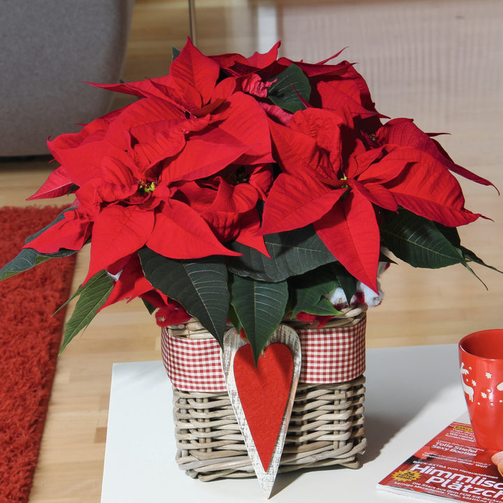 Euphorbia pulcherrima 'NPCW12197' ~ Christmas Joy™ Red Poinsettia-ServeScape