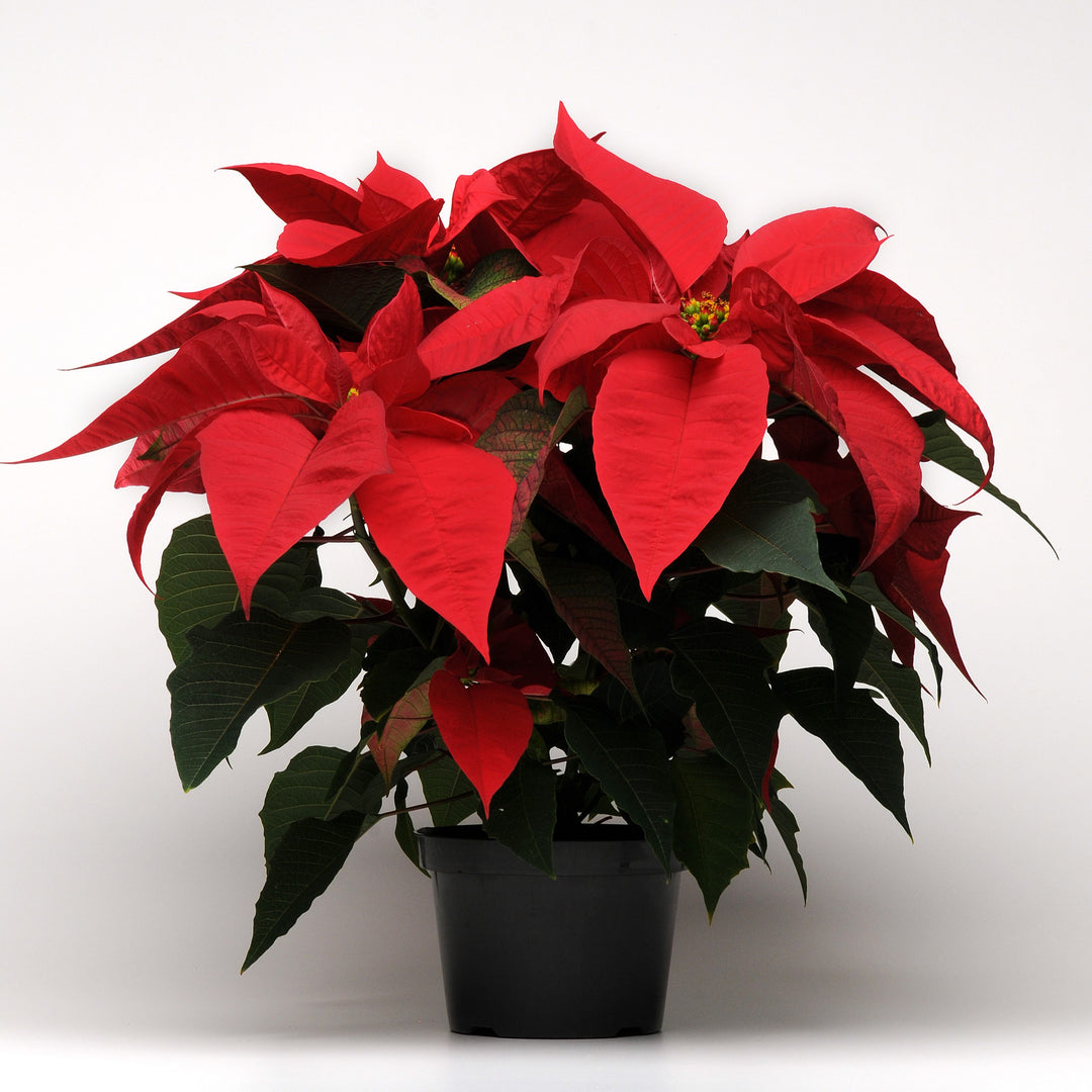 Euphorbia pulcherrima 'NPCW12197' ~ Christmas Joy™ Red Poinsettia-ServeScape