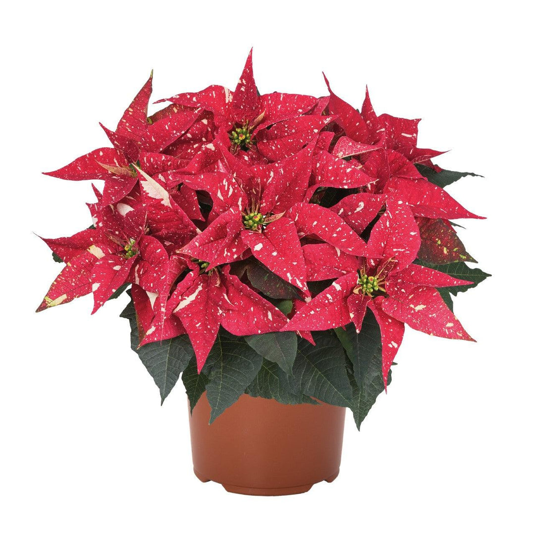 Euphorbia pulcherrima 'Candy Cane' ~ Candy Cane Poinsettia-ServeScape