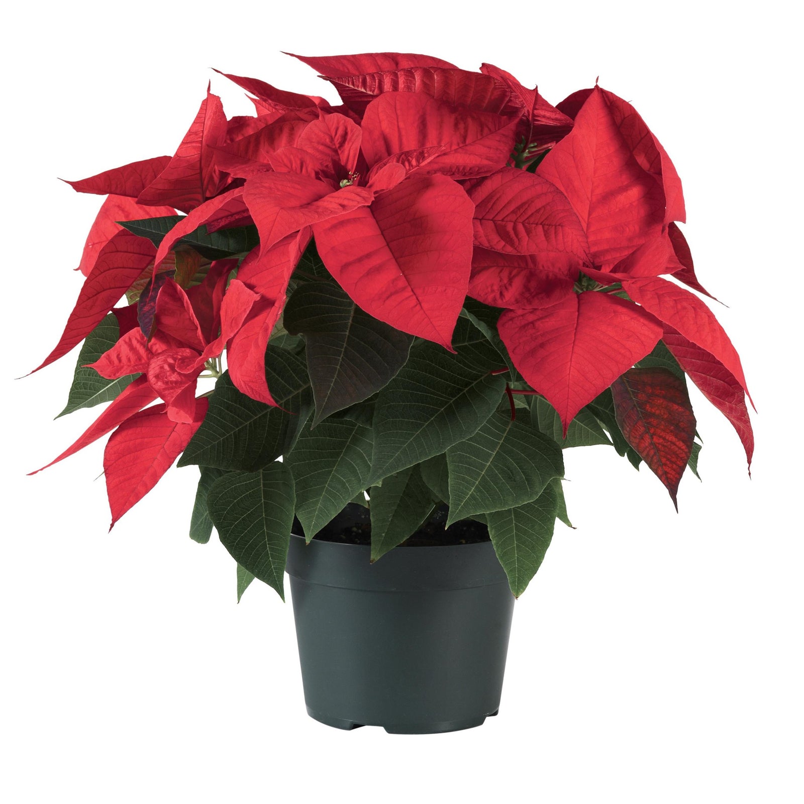 Euphorbia pulcherrima 'NPCW08153' ~ Christmas Eve Red Poinsettia-ServeScape