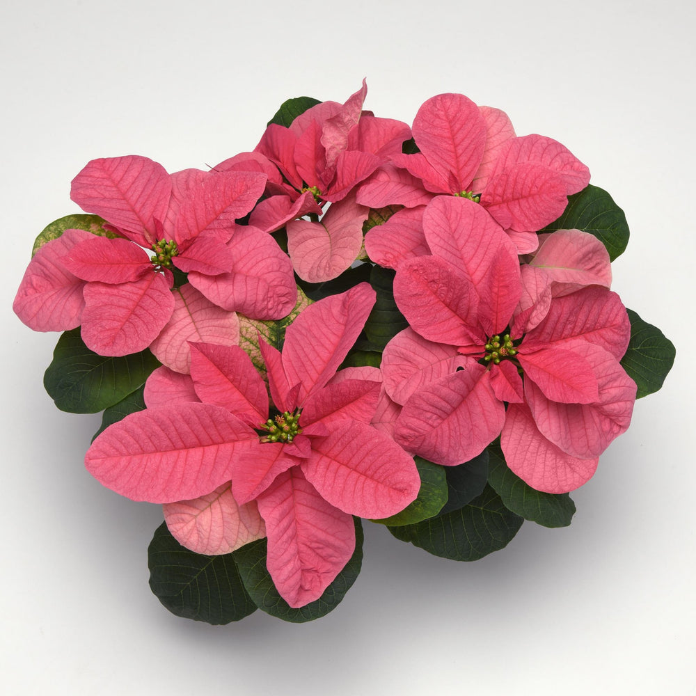 Euphorbia pulcherrima 'NPCW21367' ~ Christmas Mouse® Pink Poinsettia-ServeScape