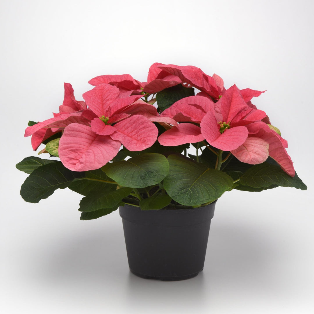 Euphorbia pulcherrima 'NPCW21367' ~ Christmas Mouse® Pink Poinsettia-ServeScape