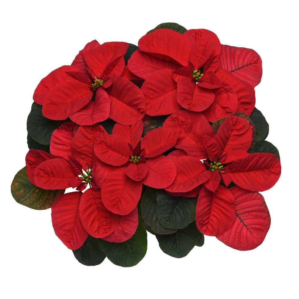 Euphorbia pulcherrima 'NPCW19280' ~ Christmas Mouse® Red Poinsettia-ServeScape