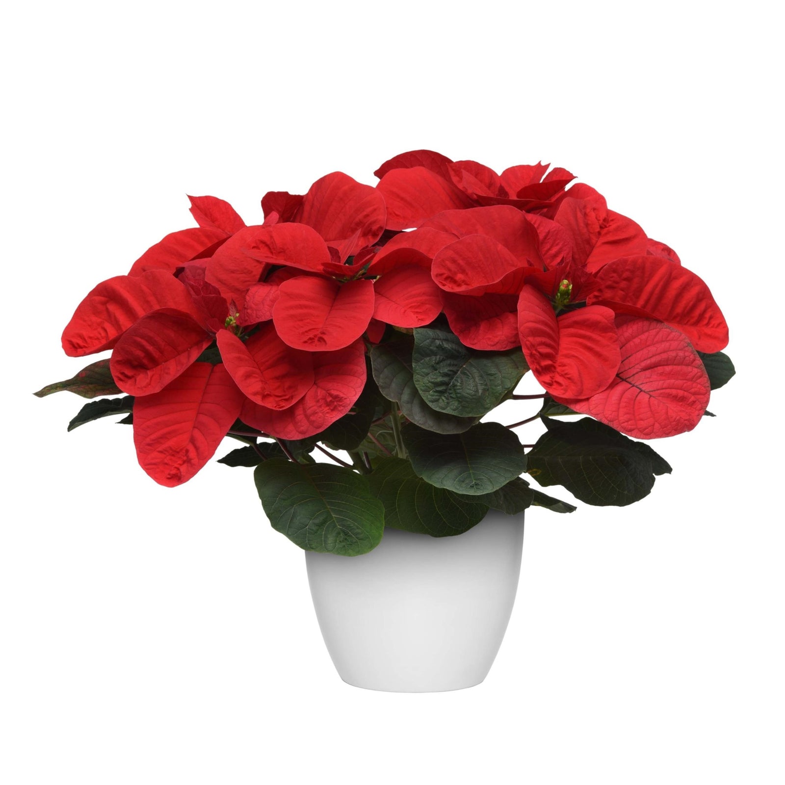 Euphorbia pulcherrima 'NPCW19280' ~ Christmas Mouse® Red Poinsettia-ServeScape