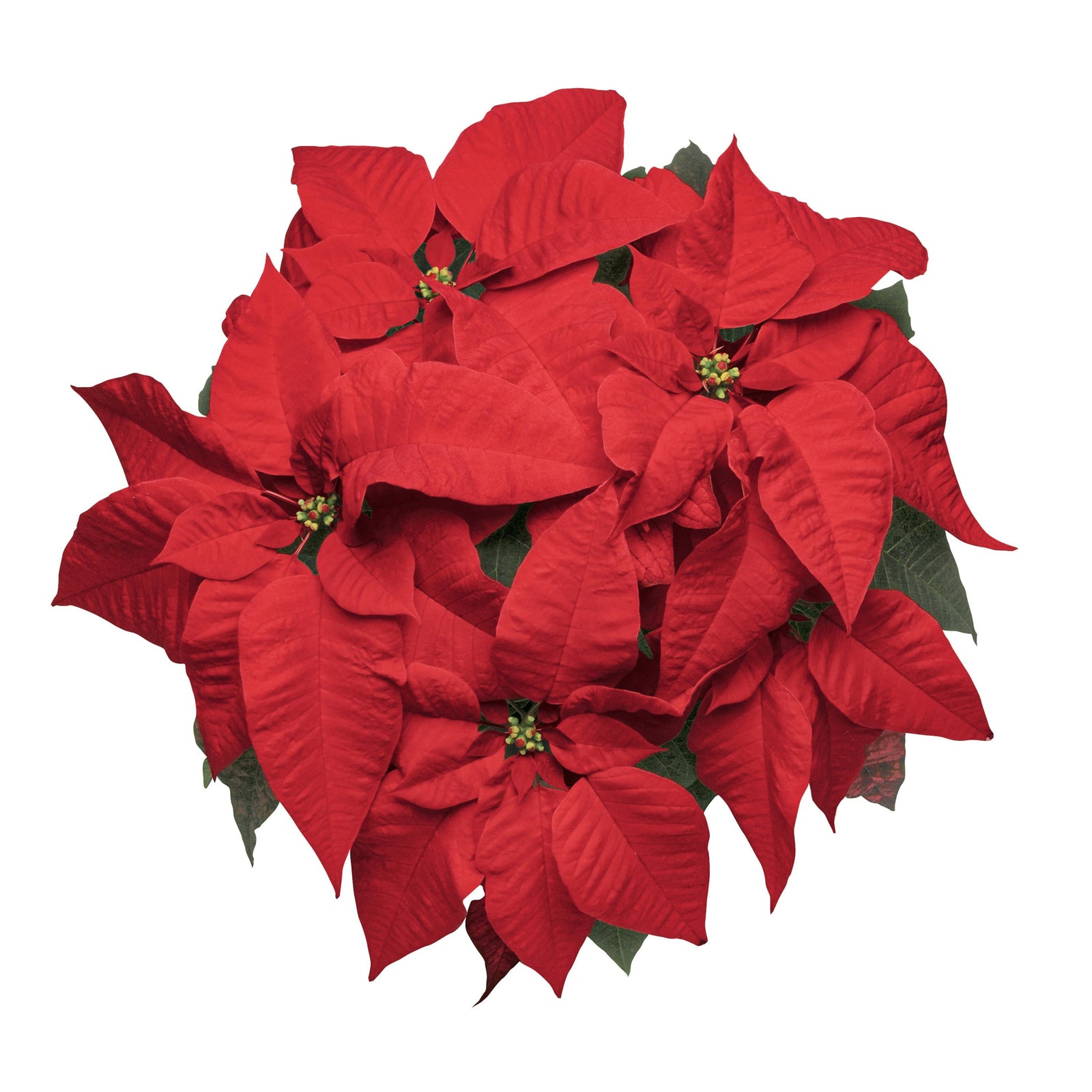 Euphorbia pulcherrima 'NPCW08135' ~ Christmas Season™ Red Poinsettia\-ServeScape