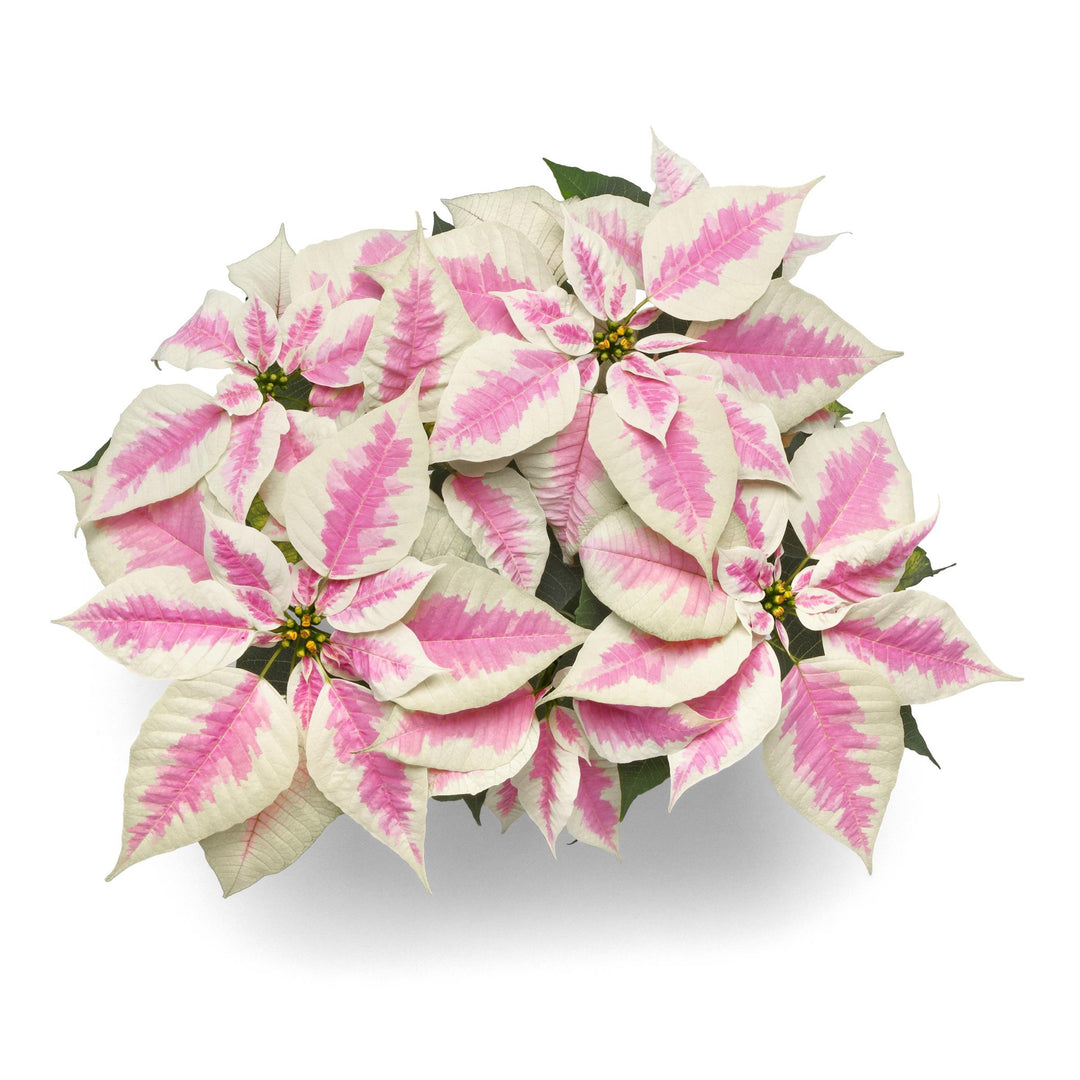 Euphorbia pulcherrima 'NPCW22404' ~ Early Elegance™ Marble Novelty Poinsettia-ServeScape