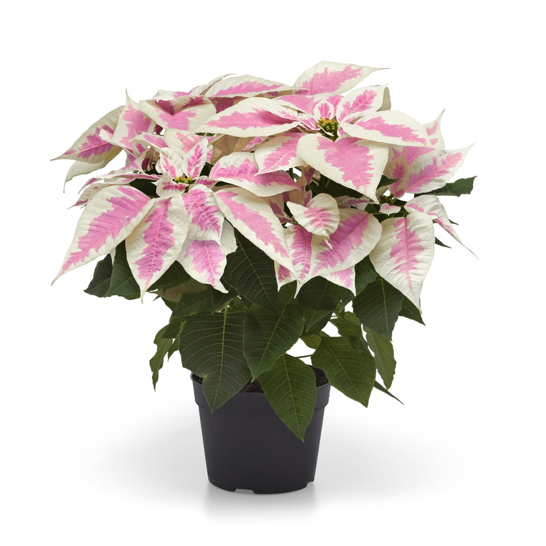 Euphorbia pulcherrima 'NPCW22404' ~ Early Elegance™ Marble Novelty Poinsettia-ServeScape