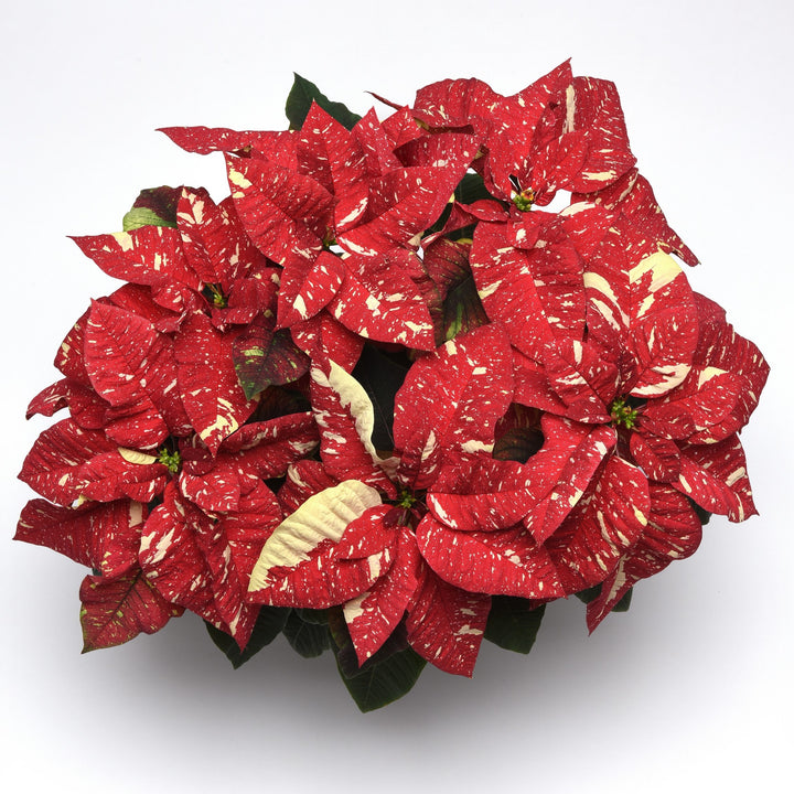 Euphorbia pulcherrima 'LAZZPOSUGI' ~ Superba New Glitter Poinsettia-ServeScape