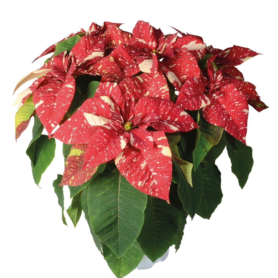 Euphorbia pulcherrima 'LAZZPOSUGI' ~ Superba New Glitter Poinsettia-ServeScape