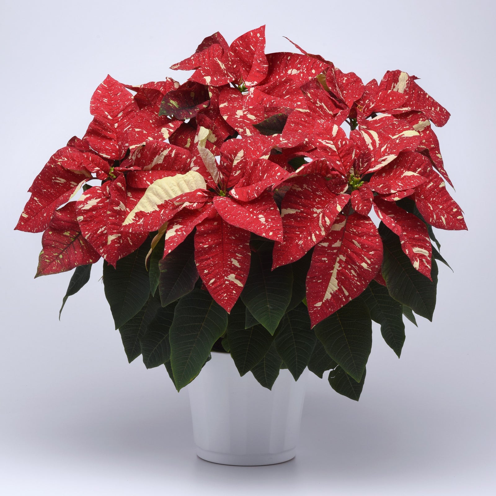 Euphorbia pulcherrima 'LAZZPOSUGI' ~ Superba New Glitter Poinsettia-ServeScape