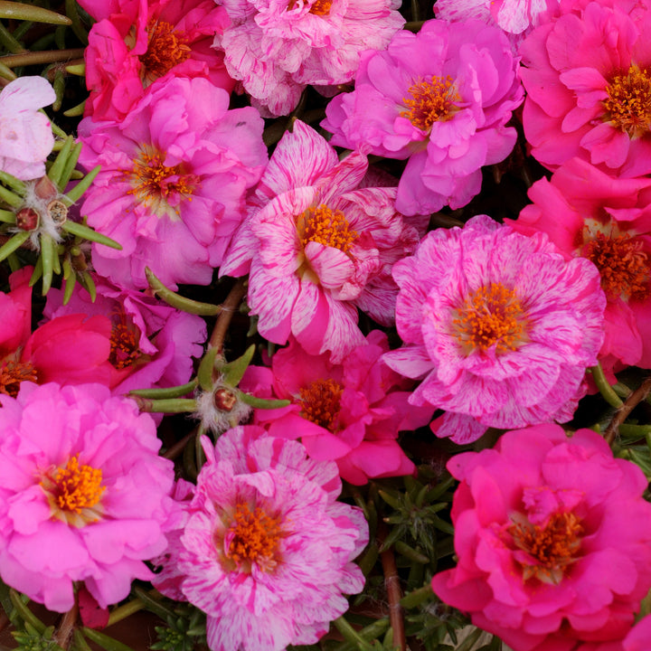 Portulaca grandiflora 'Happy Hour Pink Passion Mix' ~ Happy Hour™ Pink Passion Mix Purslane-ServeScape