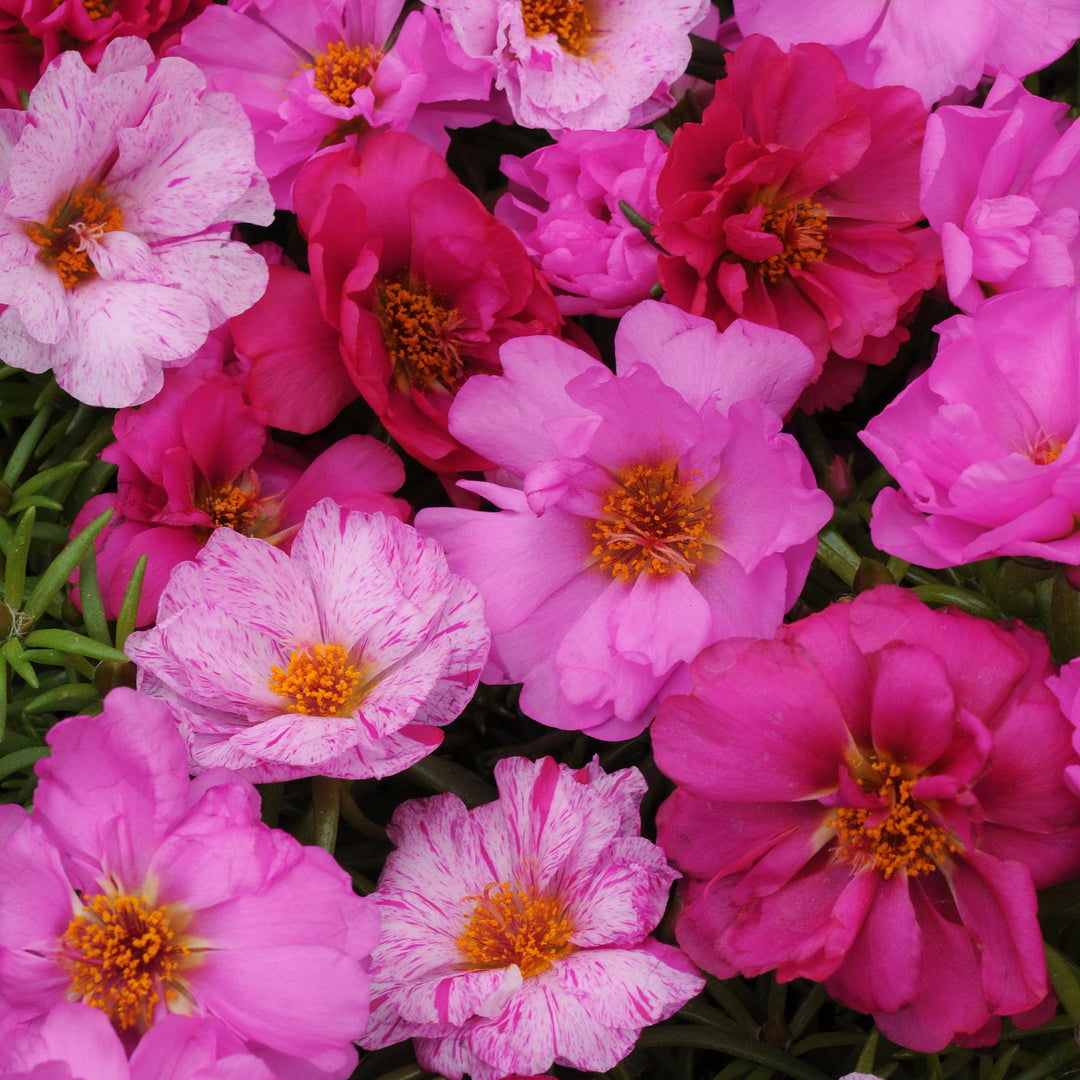Portulaca grandiflora 'Happy Hour Pink Passion Mix' ~ Happy Hour™ Pink Passion Mix Purslane-ServeScape
