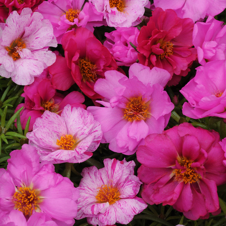 Portulaca grandiflora 'Happy Hour Pink Passion Mix' ~ Happy Hour™ Pink Passion Mix Purslane-ServeScape