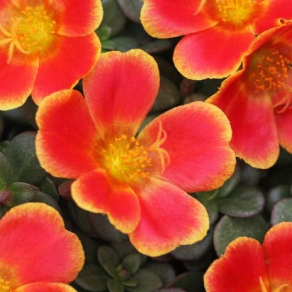 Portulaca oleracea 'Wespocoblrupu' ~ ColorBlast™ Rum Punch Purslane