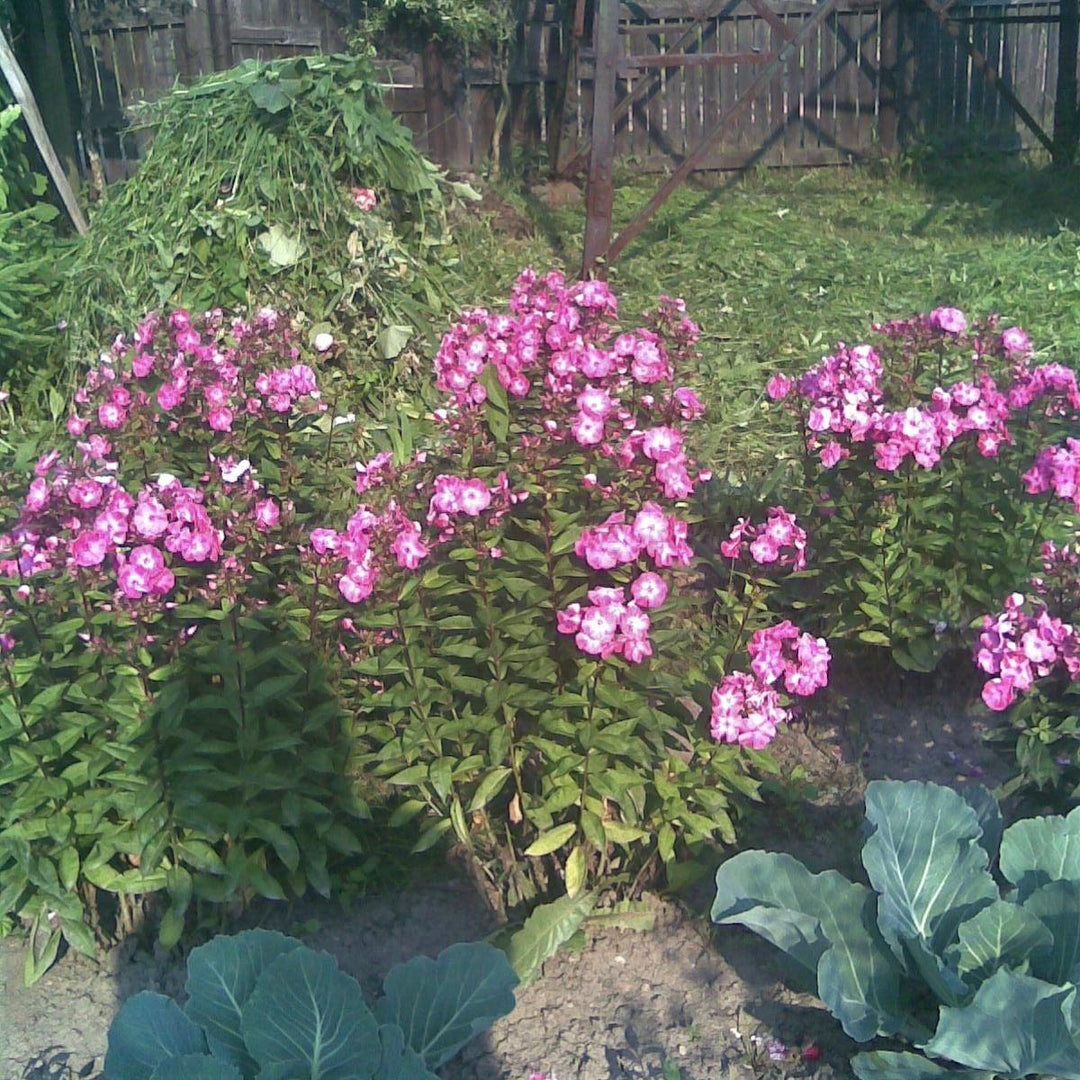 Phlox paniculata 'Pro Violet Charm' ~ Monrovia® Flame™ Pro Violet Charm Garden Phlox-ServeScape