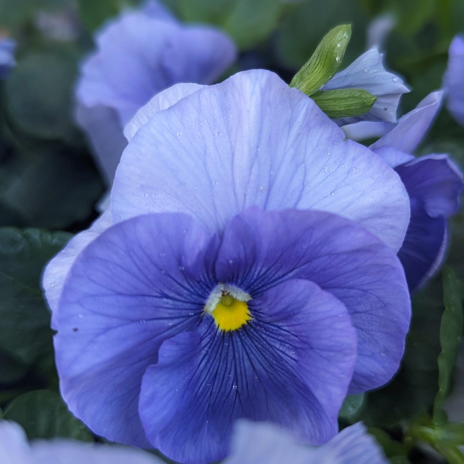 Viola x wittrockiana 'Delta Pure Light Blue' ~ Delta™ Pure Light Blue Pansy-ServeScape