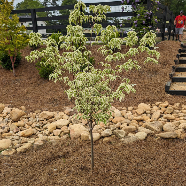 Cornus kousa 'Summer Fun' ~ Summer Fun Dogwood-ServeScape