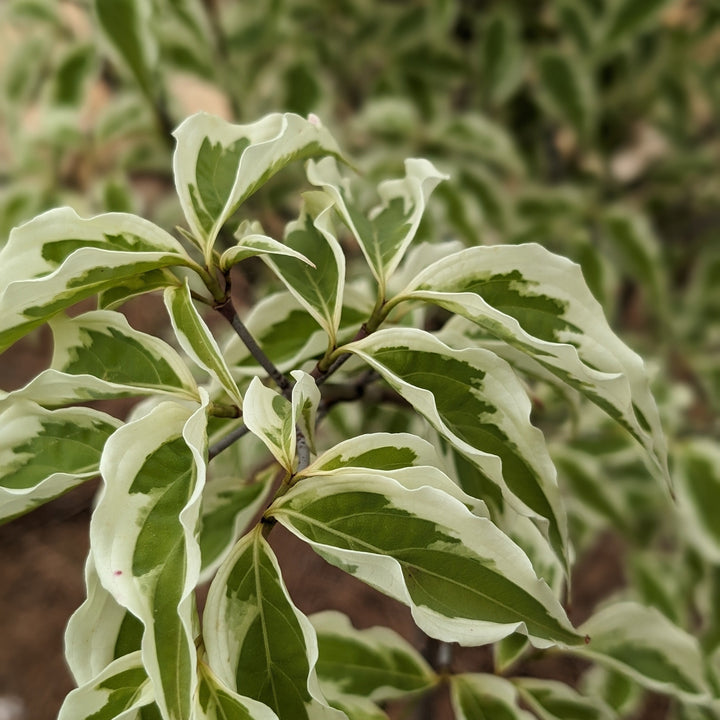 Cornus kousa 'Summer Fun' ~ Summer Fun Dogwood-ServeScape