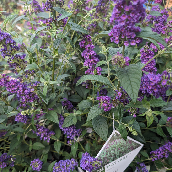 Buddleja x 'Miss Violet' PP #28,448 ~ Miss Violet Butterfly Bush-ServeScape