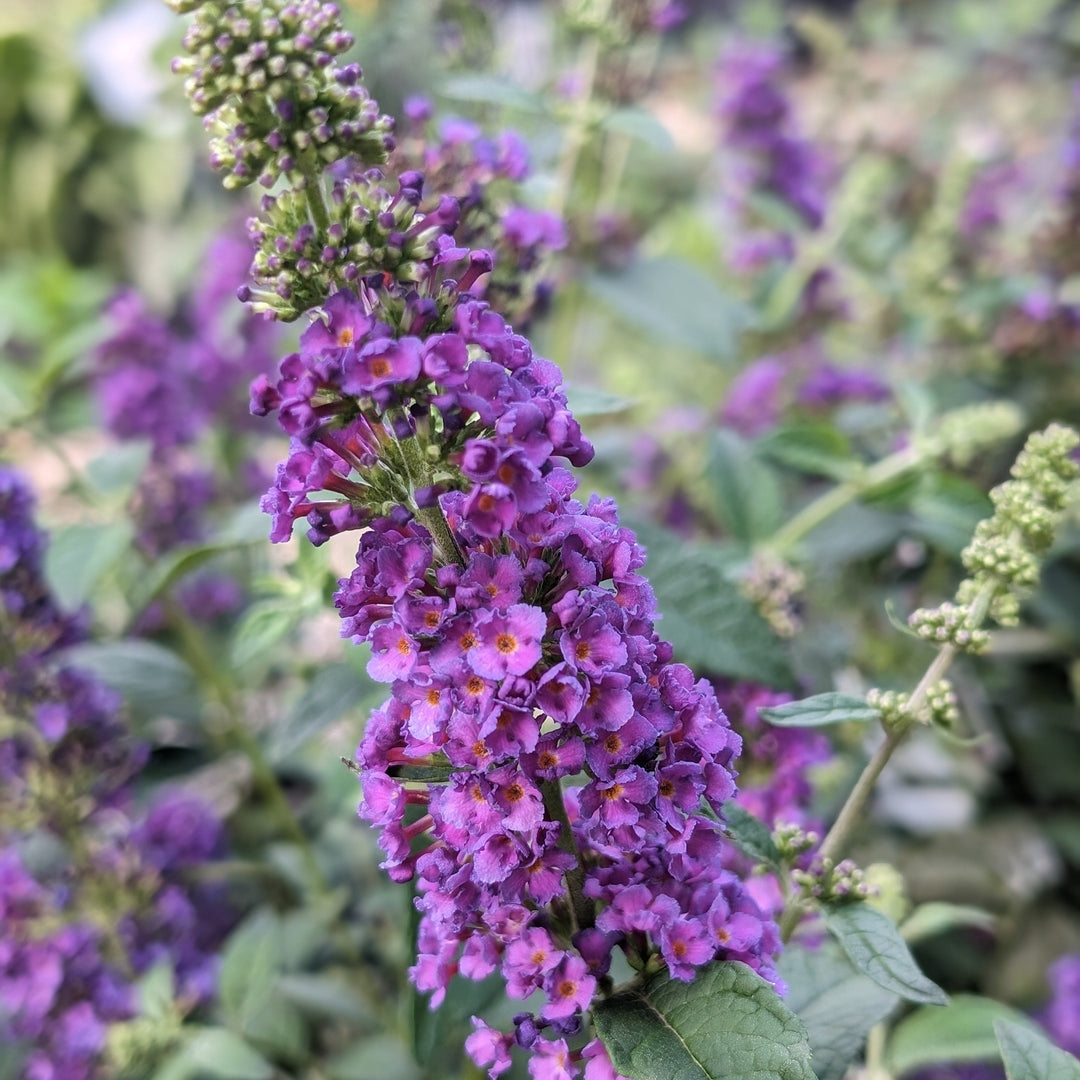 Buddleja x 'Miss Violet' PP #28,448 ~ Miss Violet Butterfly Bush-ServeScape