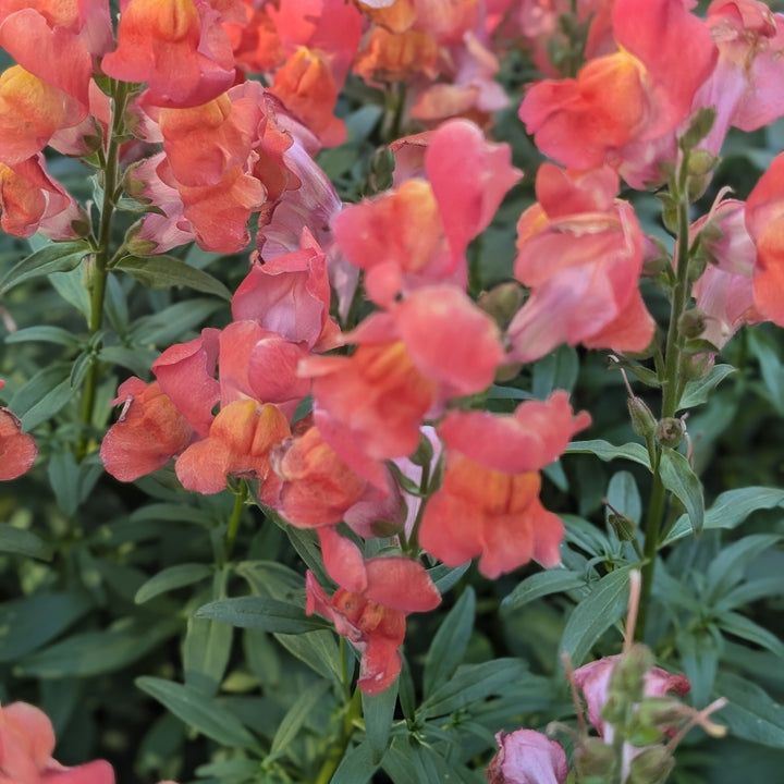 Antirrhinum majus 'Speedy Sonnet Bronze' ~ Speedy Sonnet Bronze Snapdragon-ServeScape