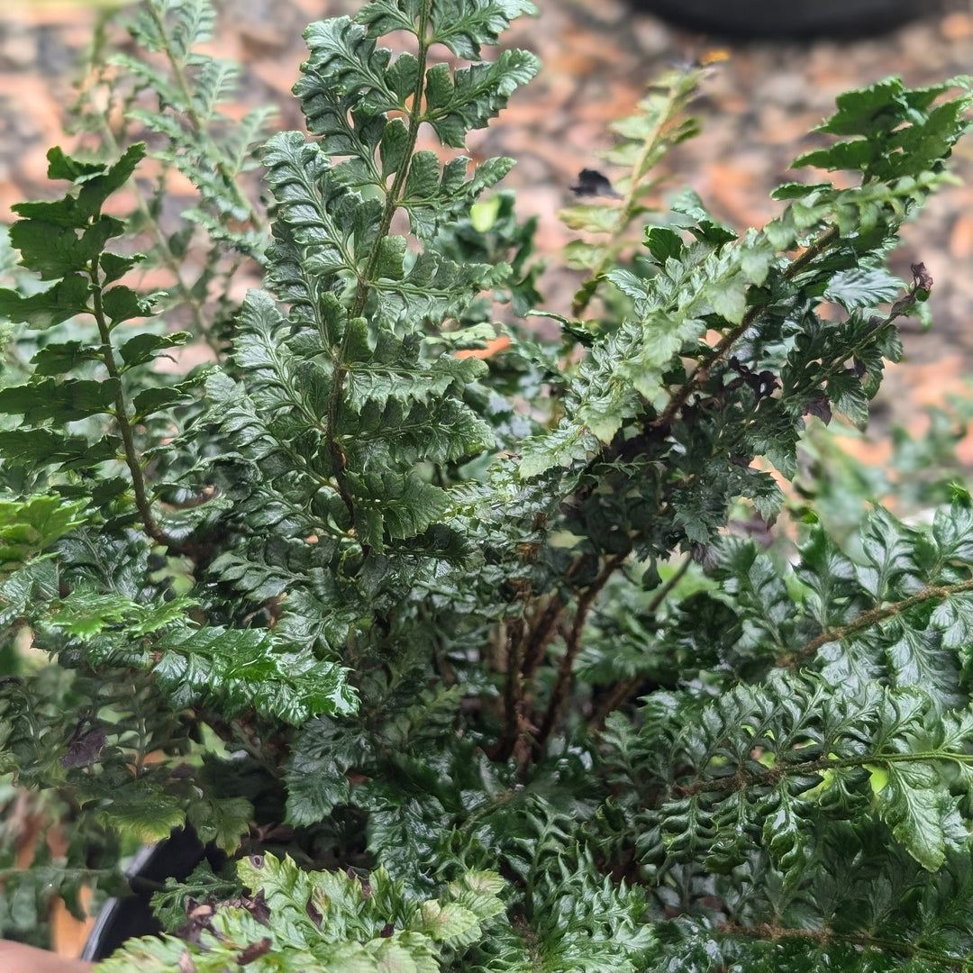 Polystichum polyblepharum ~ Tassel Fern-ServeScape