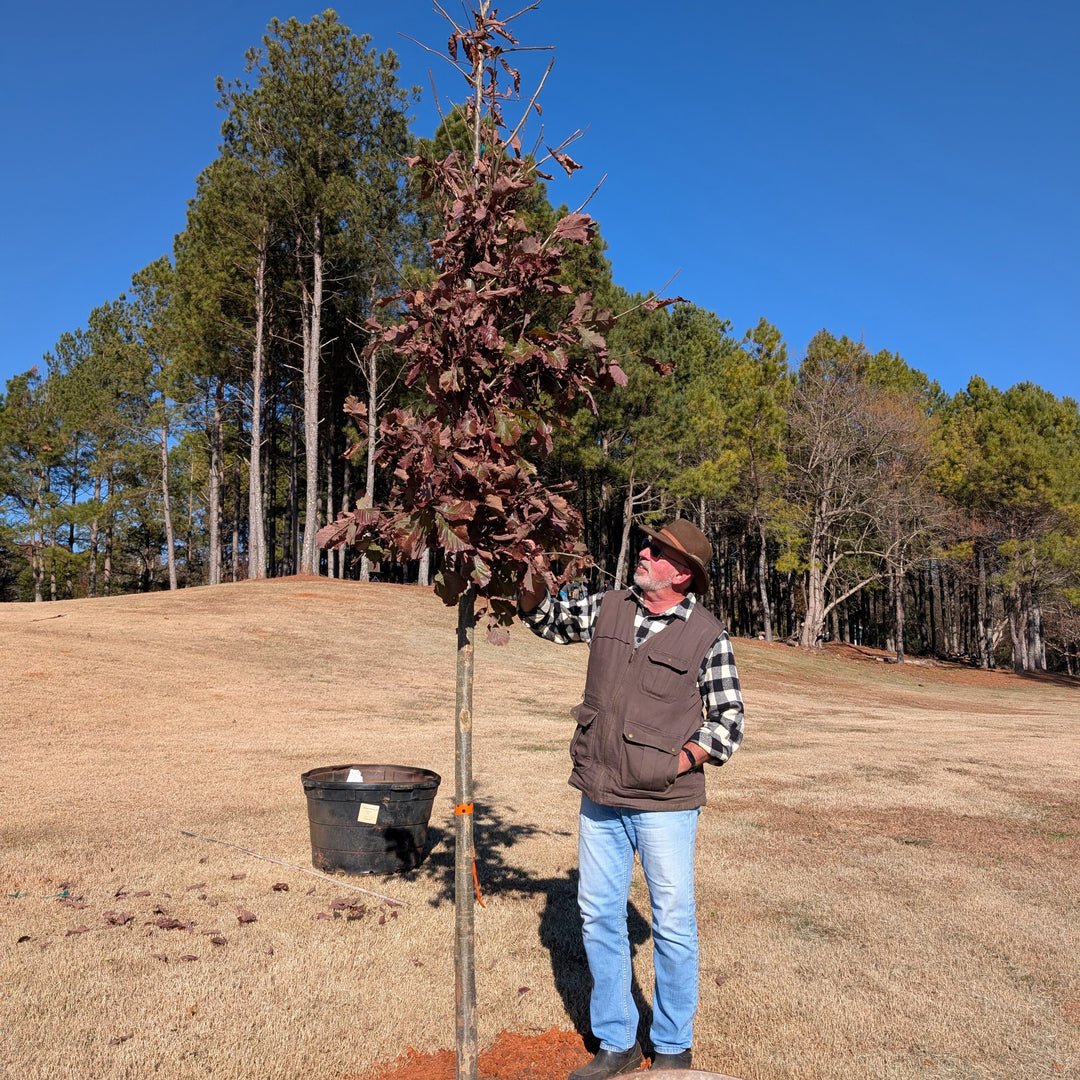 Quercus prinus ~ Chestnut Oak-ServeScape