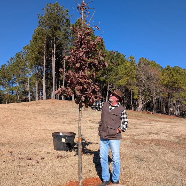 Quercus prinus ~ Chestnut Oak-ServeScape