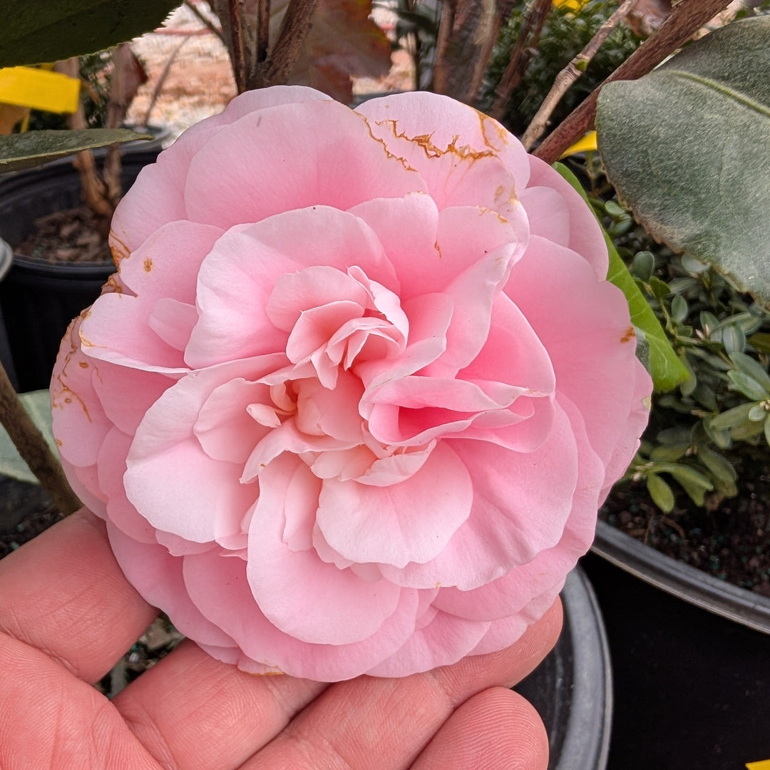 Camellia japonica 'Debutante' ~ Debutante Camellia-ServeScape