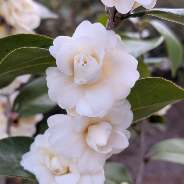 Camellia x 'Buttermint' ~ Monrovia® Buttermint Camellia-ServeScape