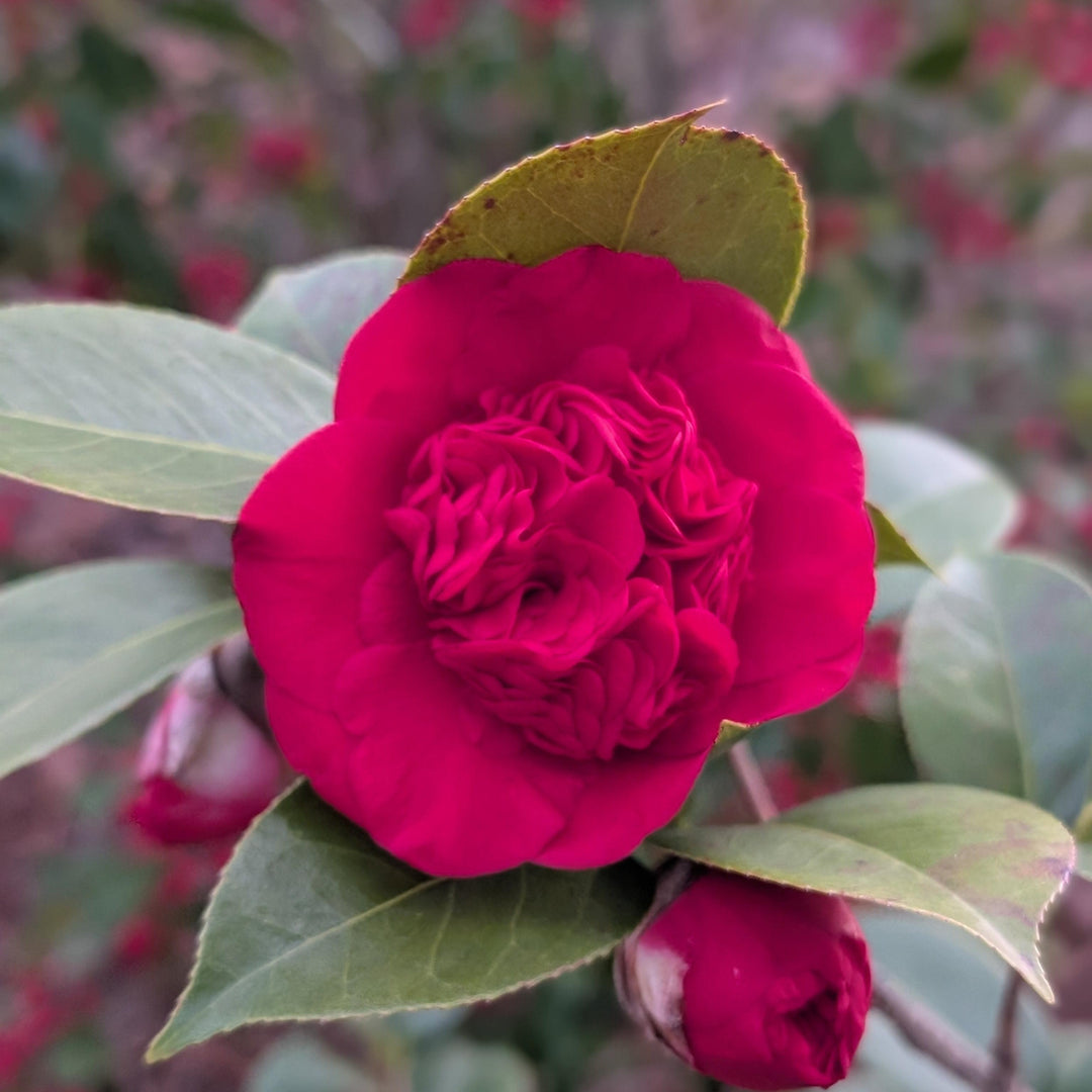 Camellia japonica 'Professor Charles S Sargent' ~ Professor Sargent Camellia-ServeScape