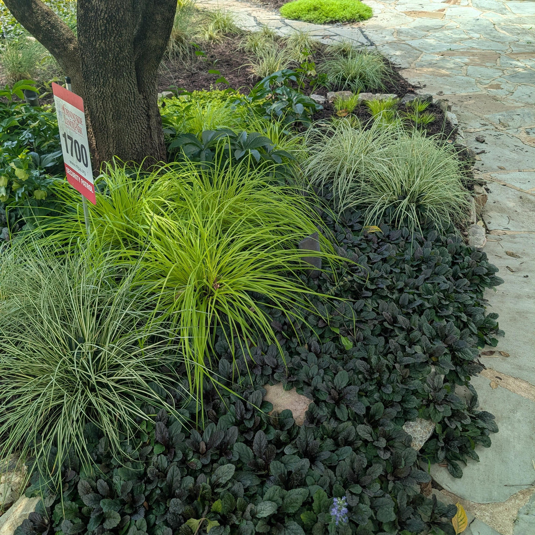 Carex oshimensis 'Everillo' PP#21,002 ~ EverColor® Everillo Sedge-ServeScape