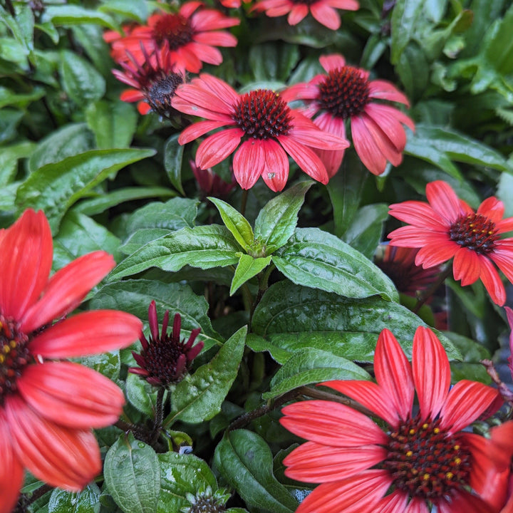 Echinacea 'Panama Red' ~ Panama® Red Coneflower-ServeScape