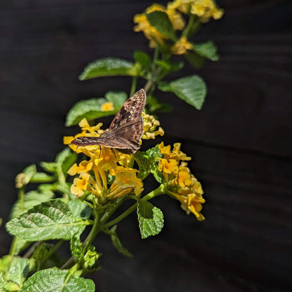 Lantana 'Chapel Hill Yellow' ~ Chapel Hill® Yellow Lantana-ServeScape