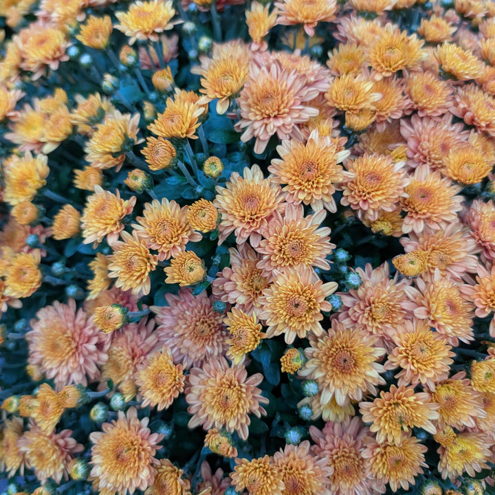 Chrysanthemum ~ Fall Mum, Assorted-ServeScape