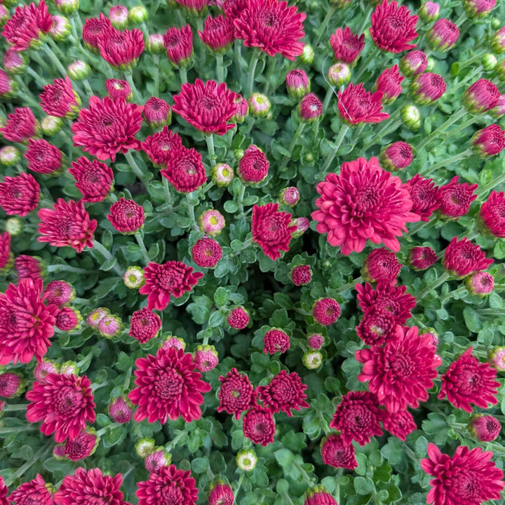 Chrysanthemum ~ Fall Mum, Assorted-ServeScape
