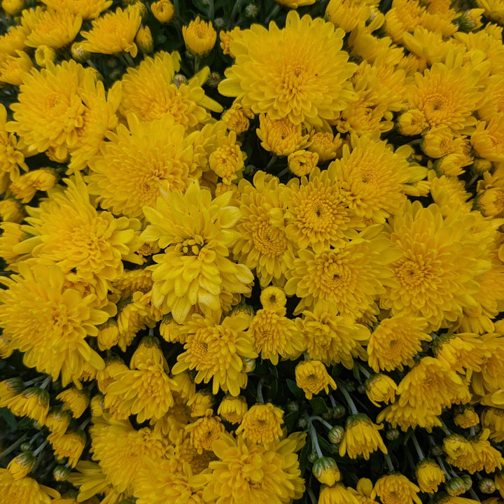 Chrysanthemum ~ Fall Mum, Assorted-ServeScape