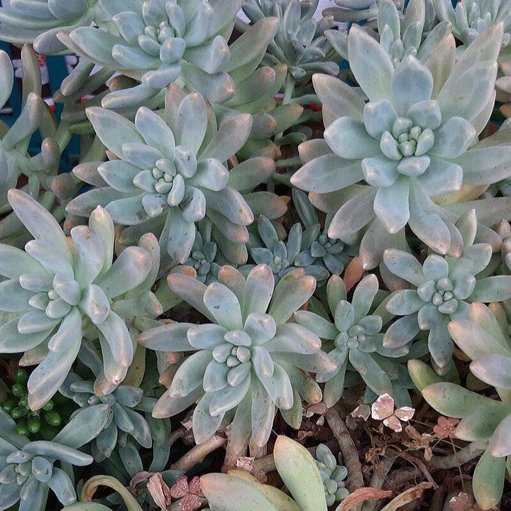 Echeveria hookeri ~ Hookeri Echeveria-ServeScape