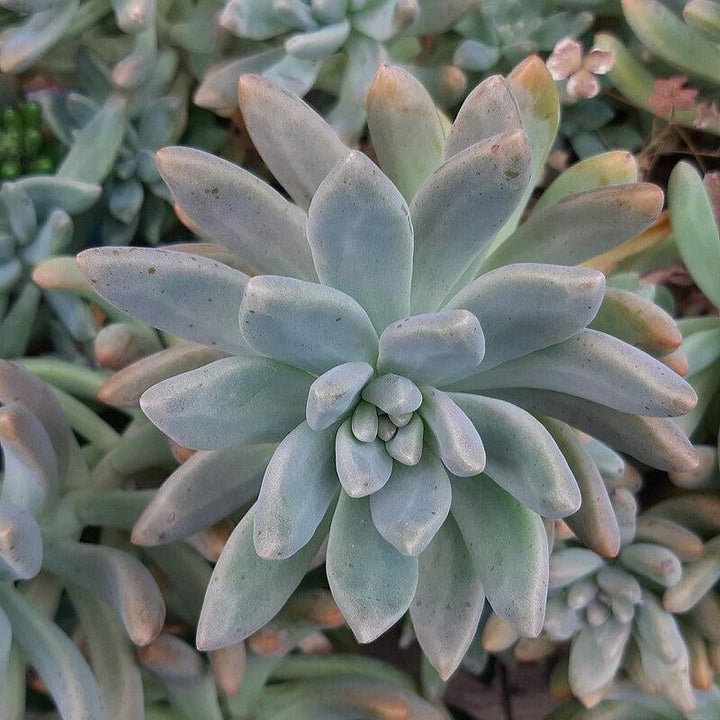 Echeveria hookeri ~ Hookeri Echeveria-ServeScape