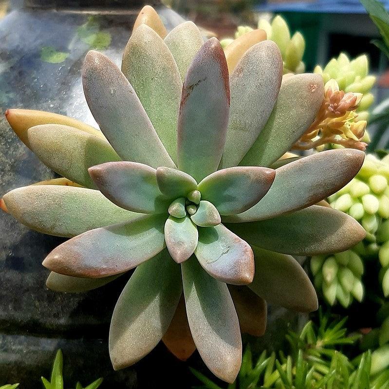 Echeveria hookeri ~ Hookeri Echeveria-ServeScape