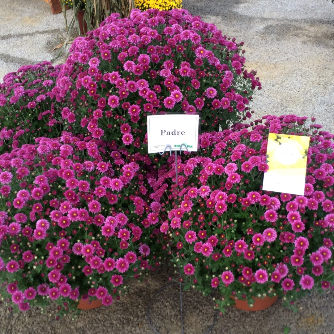 Chrysanthemum x morifolium 'Padre Lilac' ~ Belgian Mum® Padre Lilac Mum-ServeScape