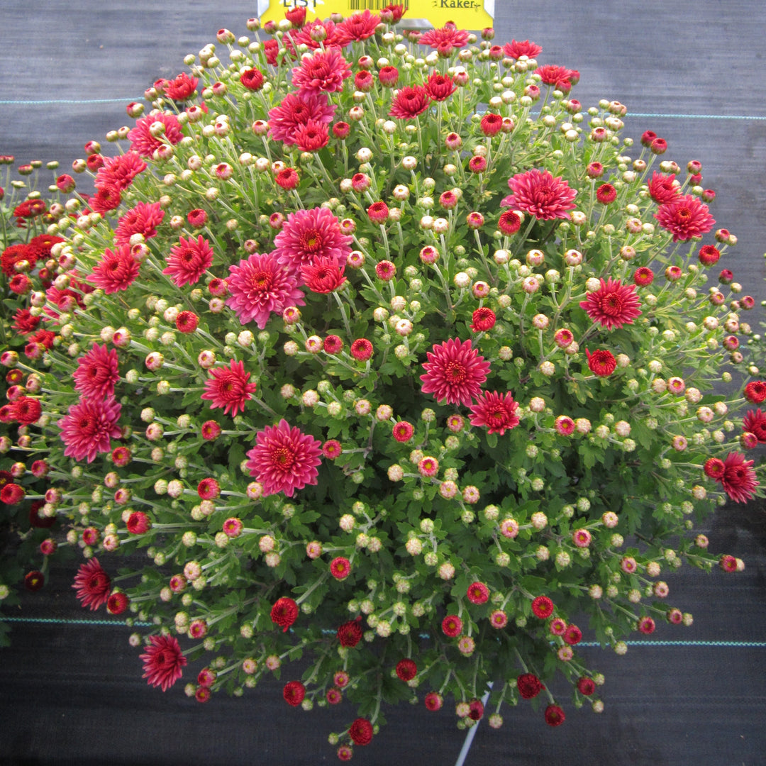 Chrysanthemum x morifolium 'Padre Cerise' ~ Belgian Mum® Padre Cerise Mum