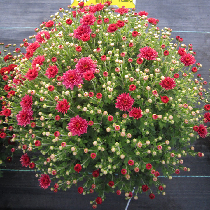Chrysanthemum x morifolium 'Padre Cerise' ~ Belgian Mum® Padre Cerise Mum