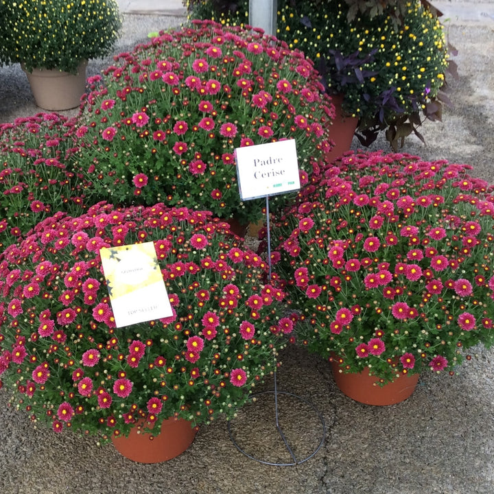 Chrysanthemum x morifolium 'Padre Cerise' ~ Belgian Mum® Padre Cerise Mum